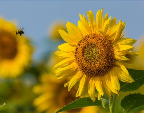 istock Sunflowers Against Blue Sky with Bees Nova Scotia 1192786099