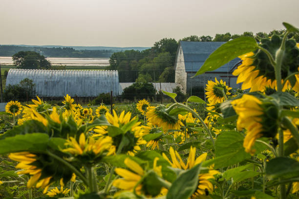 istock Sunflowers Against Blue Sky Nova Scotia 1192786140