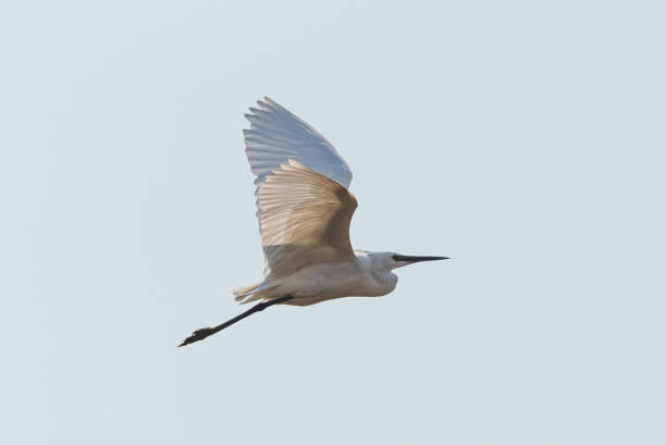 ein kleiner reiher, mittelgroßer weißer vogel, fliegt an einem sonnigen tag am blauen himmel - egret water bird wildlife nature stock-fotos und bilder