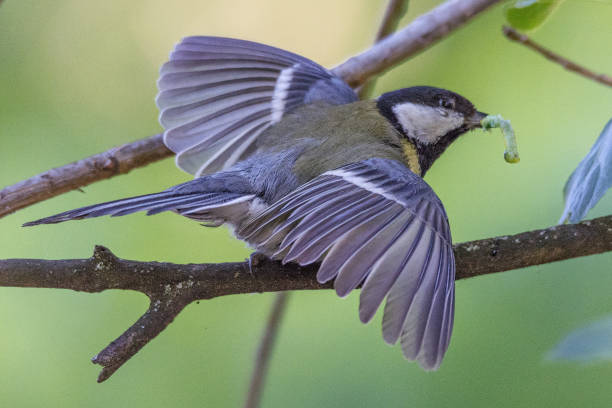 istock a great tit holds a larva in its beak with open wings 1192786386
