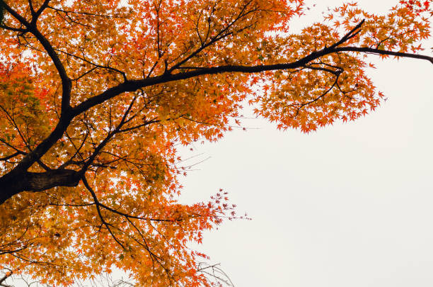 istock Focus and blurred colorful maple leaves tree background. 1192786398