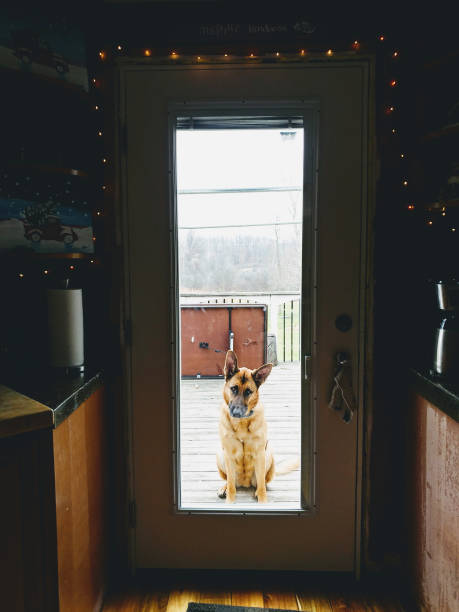 istock Christmastime doggy 1192791722