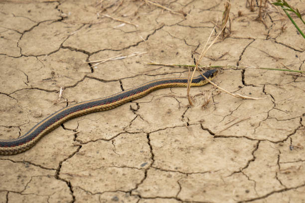 istock Garter snake crawling slithering over dry cracked dirt earth 1192792402
