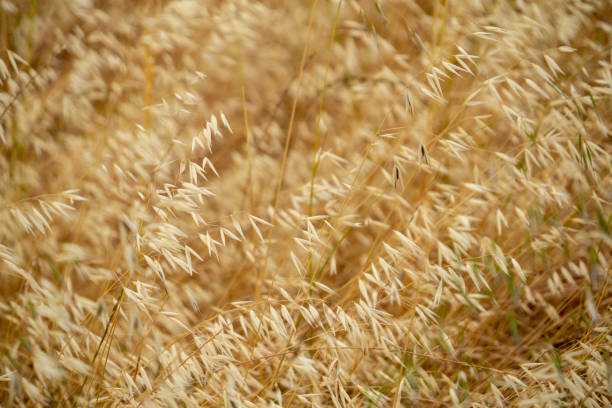 Background of wild oats dry and wheat stock photo