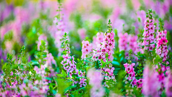 panorama of blooming  Angelonia flower field in soft focus, Thai forget me not
