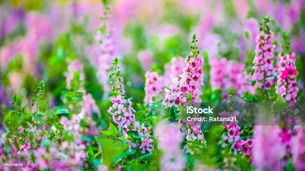 panorama of blooming  Angelonia flower field in soft focus, Thai forget me not Foxglove Stock Photo