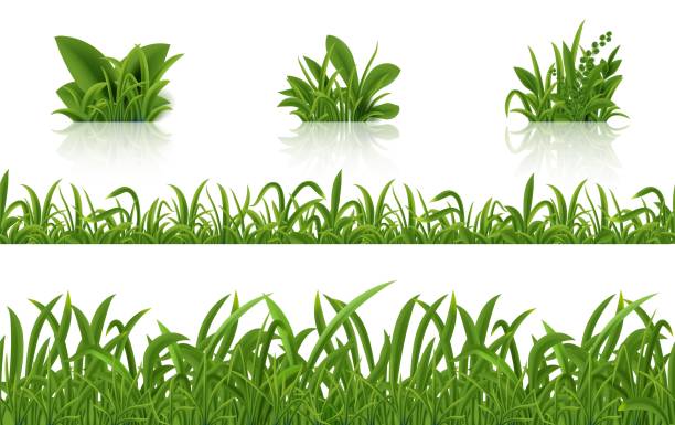 ilustrações de stock, clip art, desenhos animados e ícones de realistic green grass. 3d fresh spring plants set. vector isolated illustration bunch herbs on tussock - tussock