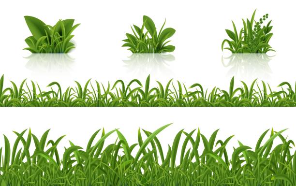 Realistic green grass. 3D fresh spring plants set. Vector isolated illustration bunch herbs on tussock Realistic green grass. 3D fresh spring plants set. Vector isolated illustration bunch herbs on tussock on white background tussock stock illustrations