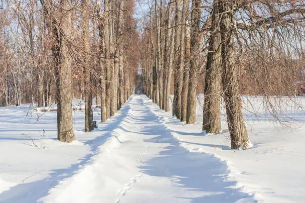 The road along the winter alley in the village of Podvyazye in the Nizhny Novgorod region