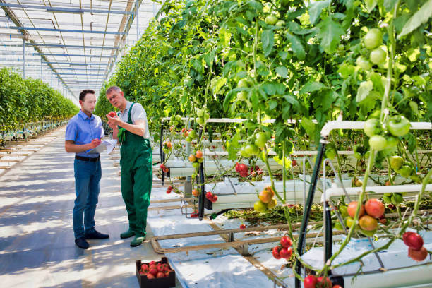 istock Senior farmer showing tomatoes in crate while supervisor examining 1192809840