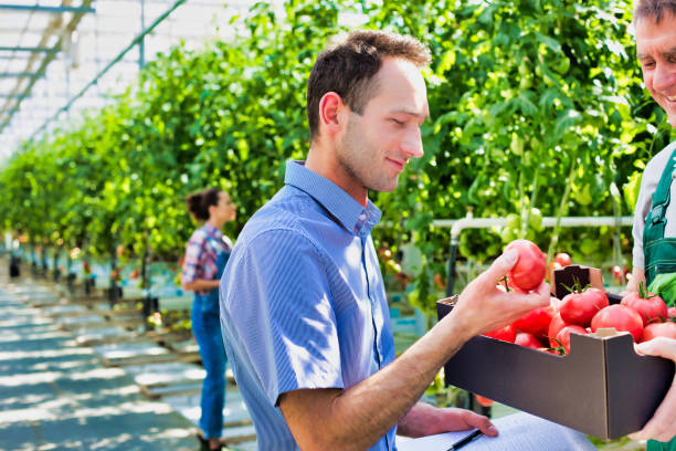 istock Senior farmer showing tomatoes in crate while supervisor examining 1192809868