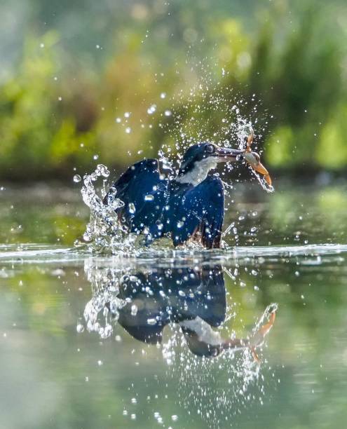 kingfisher (collared kingfisher) : manger grenouille - gros plan - frog catching fly water photos et images de collection