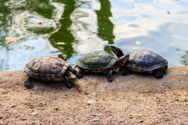 istock European pond turtle (Emys orbicularis) 1192811963