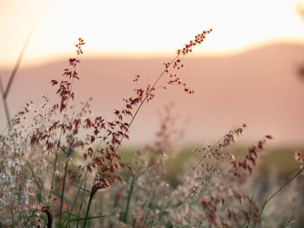 Melinis repens, Natal Red-top flower , blurry and soft focus under windy condition., Beautiful grass flowers