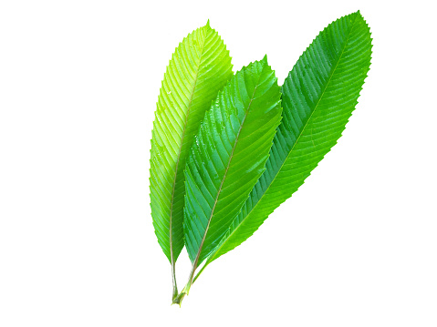Close-up Elephant apple leaves on white isolated ,Dillenia indica or chalta, green leaves has medicinal properties.