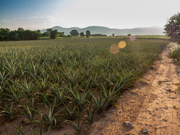 istock Wide field with pineapple plantations, mountains, flowers, grass, sunset 1192814084