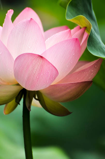 istock Beauty in nature 1192814945