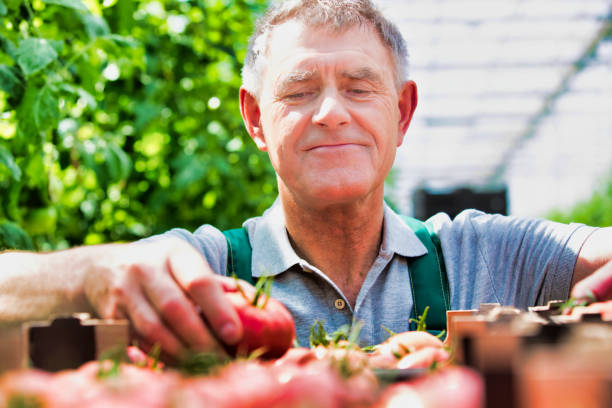istock Senior farmer arranging tomatoes in crate 1192817164