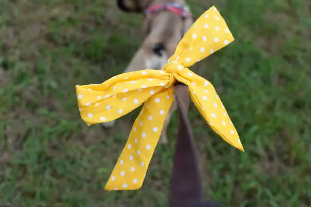 Photo of Yellow ribbon attached to dog leash, a symbol as part of the so called 'Yellow Dog Project' to identify anxious, sick or agressive dogs that should not be approched