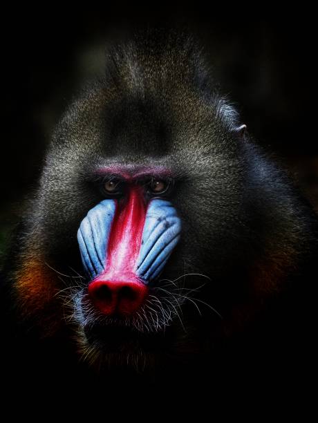 Mandrillus Leucophaeus (Manril) Can be found in Nigeria, its distinctive nose color, makes it looks very attractive. Its conservation status currently is Endangered. mandrill stock pictures, royalty-free photos & images