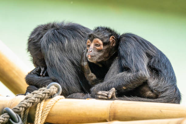 istock The black-headed spider monkey, Ateles fusciceps is a species of spider monkey 1192818361