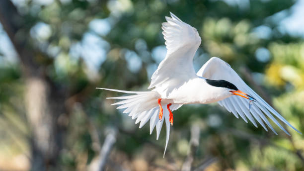 Roseate Tern flying into nesting area with small fish in beak