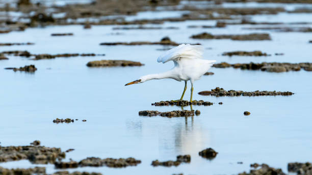 Large white eastern reef egret. Large white eastern reef egret wading on coral reef rock pool preparing to dart into water for a catch. egretta sacra stock pictures, royalty-free photos & images