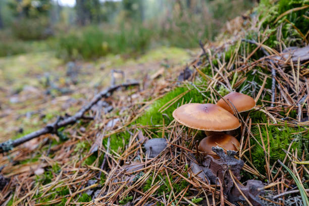 istock gathering mushrooms in wet autumn forest 1192824208