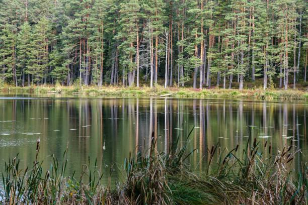 istock small forest lake in countryside with water reflections 1192824231