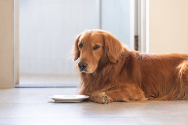istock Golden retriever lying on the floor 1192824837