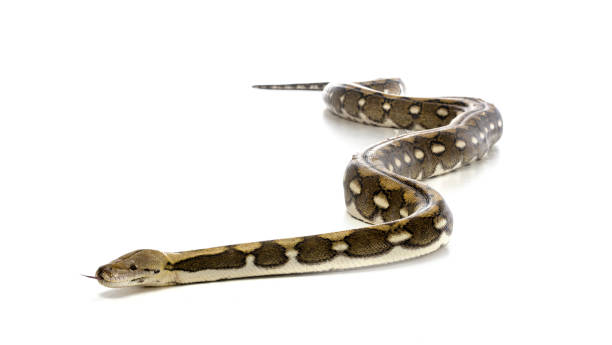 8 600+ Serpent Geant Photos, taleaux et images libre de droits - iStock