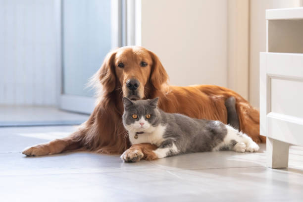 istock British shorthair and golden retriever 1192826734