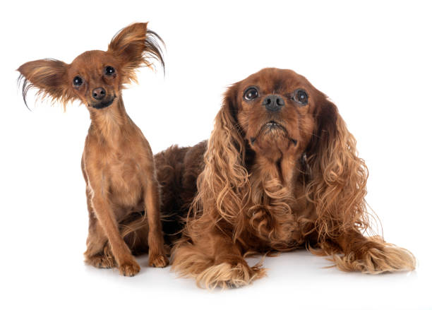 Russkiy Toy and cavalier king charles Russkiy Toy and cavalier king charles in front of white background russkiy toy stock pictures, royalty-free photos & images