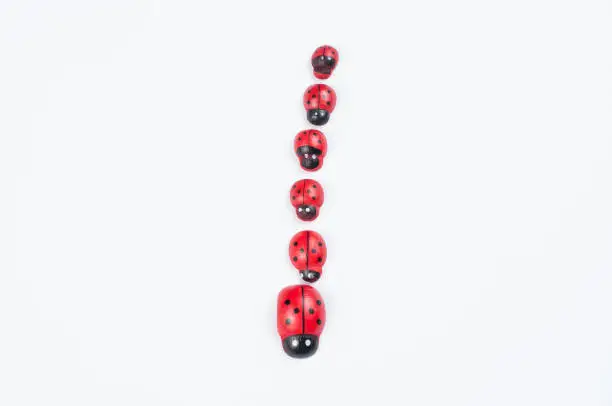 Photo of Red ladybug isolated on white background.Kids toy.