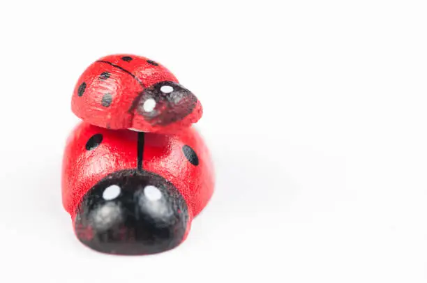 Photo of Red ladybug isolated on white background.Kids toy.