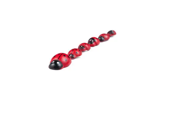 Photo of Red ladybug isolated on white background.Kids toy.