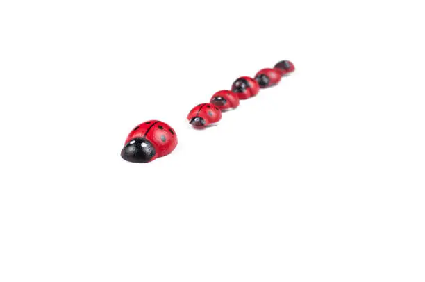 Photo of Red ladybug isolated on white background.Kids toy.