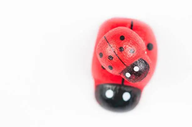 Photo of Red ladybug isolated on white background.Kids toy.