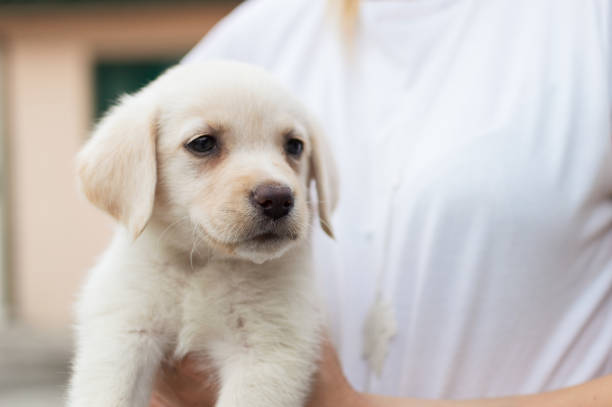 istock Beautiful Labrador dog puppy 1192828219