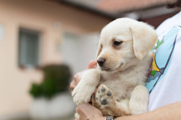 istock Beautiful Labrador dog puppy 1192828346