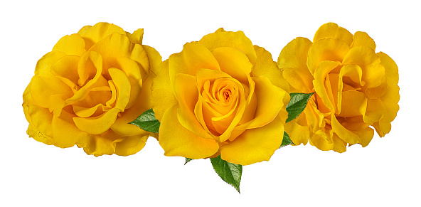 This is a color photograph of a yellow rose in the downtown Winter Park, Florida rose garden viewed from directly above.