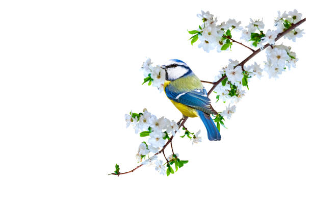 istock Spring nature and cute bird. White background. Isolated bird and branch. 1192829054