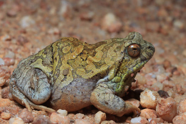 Cuyaba Dwarf Frog stock photo