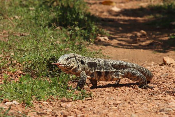 istock Argentine Black-and-white Tegu 1192830465
