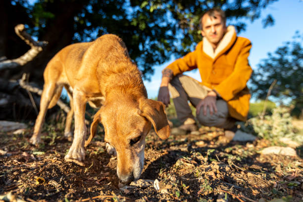 hombre y su perro buscando trufa - trufa blanca fotografías e imágenes de stock