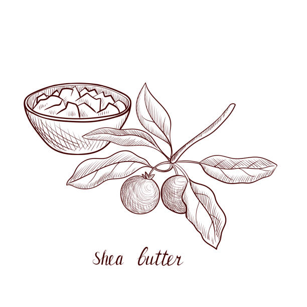 Shea Vector 240+ Shea Butter Stock Illustrations, Royalty-Free Vector Graphics ...