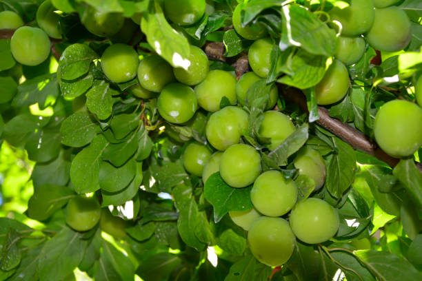 istock fresh green sweet plums on branch 1192833060