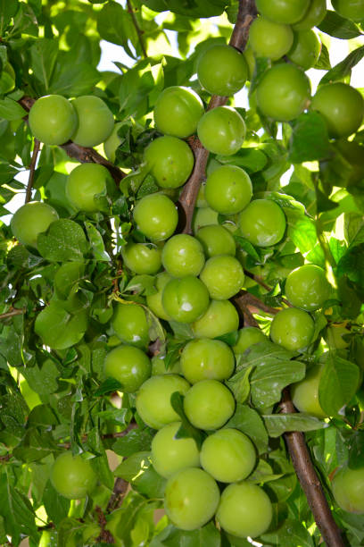 istock fresh green sweet plums on branch 1192833119