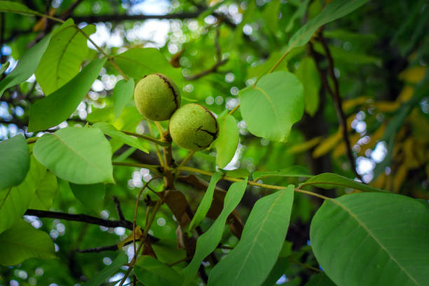 istock Walnut fruit and tree. Agriculture. Farming. tree in garden or orchard 1192833380