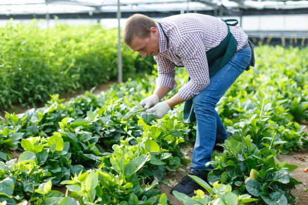istock Farmer caring for malabar spinach plants 1192834060